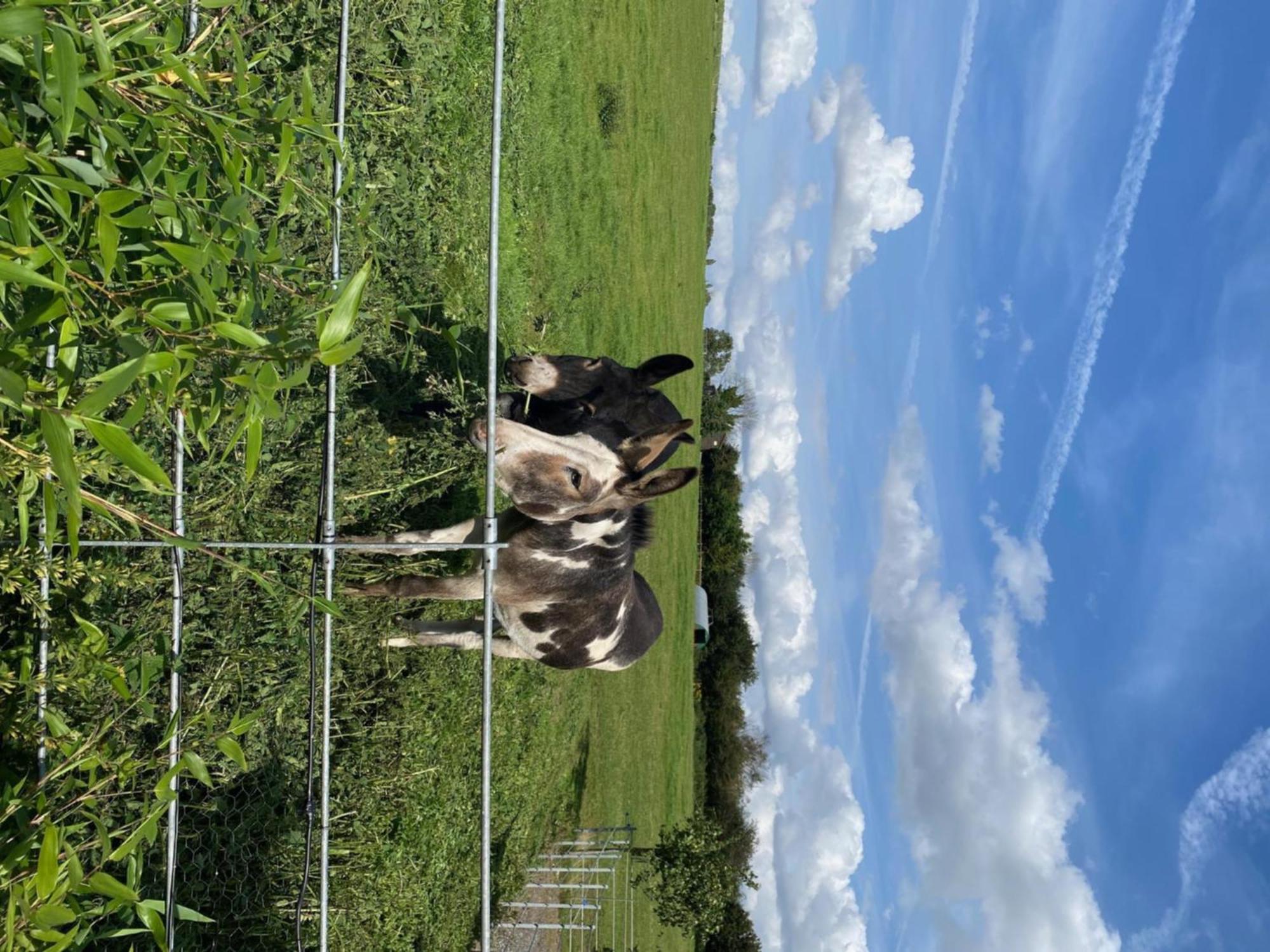 Fairview Farm Holiday Accommodation 14 Luxury Lodges, Cabins, Dog Friendly, Suitable For Couples, Families And Groups, Wedding Guests , Corporate Events, Sleeps 2-65 Guests In Ravenshead, Nottingham Near Sherwood Forest, Set In 88 Acres Eksteriør bilde