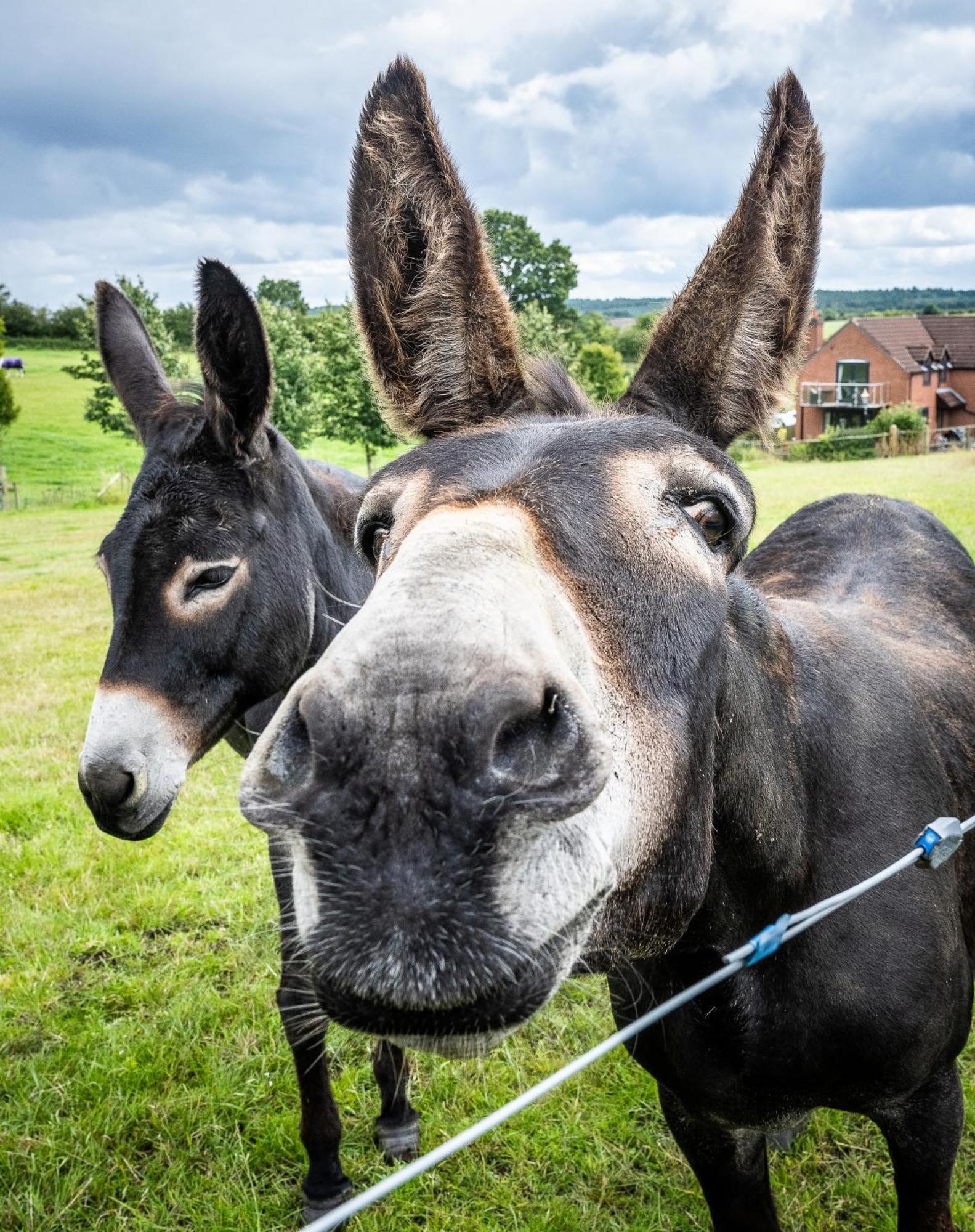 Fairview Farm Holiday Accommodation 14 Luxury Lodges, Cabins, Dog Friendly, Suitable For Couples, Families And Groups, Wedding Guests , Corporate Events, Sleeps 2-65 Guests In Ravenshead, Nottingham Near Sherwood Forest, Set In 88 Acres Eksteriør bilde